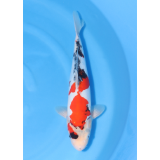 KGE.113 DOITSU SHOWA